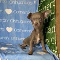 Freedom Lavender Short Coat, a male Chihuahua for sale in Spiro, OK – 1 of 10
