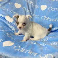 Dagan Lavender LC, a male Chihuahua for sale in Spiro, OK – Photo 2 of 7