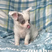 Discounted Lavender LC, a male Chihuahua for sale in Spiro, OK – Photo 4 of 10