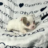 Discounted Lavender LC, a male Chihuahua for sale in Spiro, OK – Photo 10 of 10