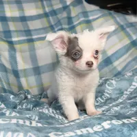 Discounted Lavender LC, a male Chihuahua for sale in Spiro, OK – Photo 2 of 10