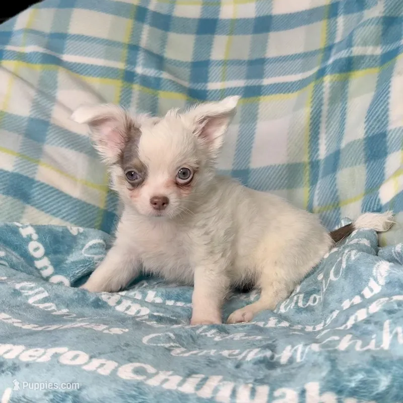 Discounted Lavender LC – Chihuahua puppy for sale in Spiro, OK