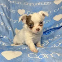 Discounted Lavender LC, a male Chihuahua for sale in Spiro, OK – Photo 6 of 10