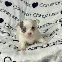 Dagan Lavender LC, a male Chihuahua for sale in Spiro, OK – Photo 6 of 7