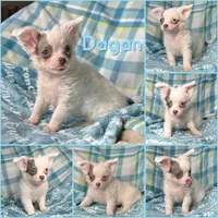 Discounted Lavender LC, a male Chihuahua for sale in Spiro, OK – Photo 5 of 10