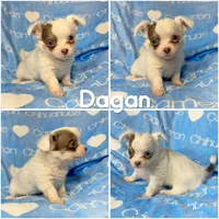 Discounted Lavender LC, a male Chihuahua for sale in Spiro, OK – Photo 8 of 10