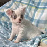 Discounted Lavender LC, a male Chihuahua for sale in Spiro, OK – Photo 1 of 10