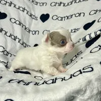 Discounted Lavender LC, a male Chihuahua for sale in Spiro, OK – Photo 9 of 10