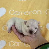 Polar SC White, a male Chihuahua for sale in Spiro, OK – 9 of 9