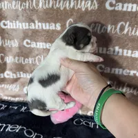 Bliss Blue Long Coat AKC ACA, a female Chihuahua for sale in Spiro, OK – 5 of 10
