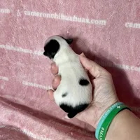 Sage Tiny Long Coat, a female Chihuahua for sale in Spiro, OK – 3 of 7