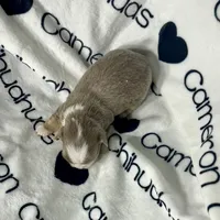 processed/b34f0c63-01cf-4e40-b390-098fb949676c/listing/3d9f2b47-d922-42cf-8db8-e352d72de0ff/039431d8-cc95-4f9b-82a4-47120c13714b