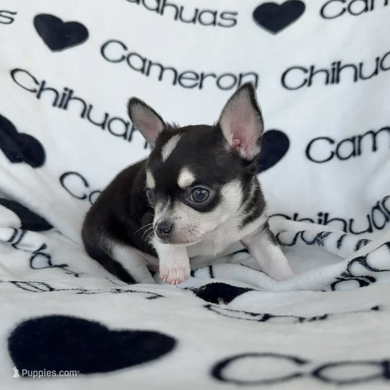 Tip Black Tri SC – Chihuahua puppy for sale in Spiro, OK