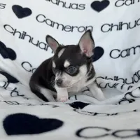 Tip Black Tri SC, a male Chihuahua for sale in Spiro, OK – 1 of 9