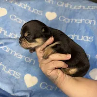 Jed Short Coat , a male Chihuahua for sale in Spiro, OK – 6 of 9