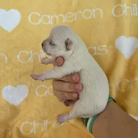 Polar SC White, a male Chihuahua for sale in Spiro, OK – 5 of 9