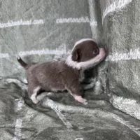 Faline Long Coat Micro , a female Chihuahua for sale in Spiro, OK – 3 of 7