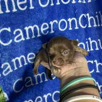 Rolo Long Coat, a male Chihuahua for sale in Spiro, OK – 2 of 10
