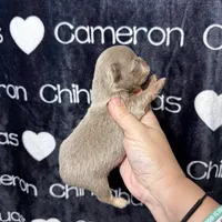 Tofu Lavender LC, a male Chihuahua for sale in Spiro, OK – 9 of 10