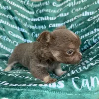 Aspen Long Coat Lavender , a female Chihuahua for sale in Spiro, OK – 7 of 9