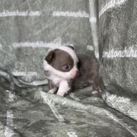 Faline Long Coat Micro , a female Chihuahua for sale in Spiro, OK – 4 of 7