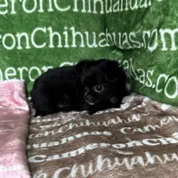 Baby Long Coat, a female Chihuahua for sale in Spiro, OK – Photo 4 of 9