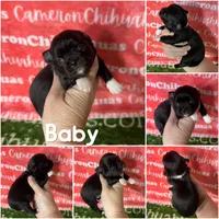 Baby Long Coat, a female Chihuahua for sale in Spiro, OK – Photo 3 of 6