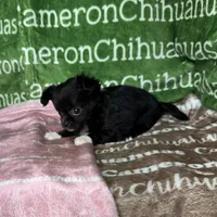 Baby Long Coat, a female Chihuahua for sale in Spiro, OK – Photo 5 of 9