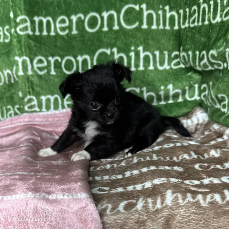 Baby Long Coat – Chihuahua puppy for sale in Spiro, OK