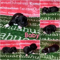 Baby Long Coat, a female Chihuahua for sale in Spiro, OK – Photo 4 of 6