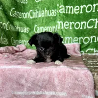 Baby Long Coat, a female Chihuahua for sale in Spiro, OK – Photo 3 of 9