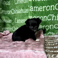 Baby Long Coat, a female Chihuahua for sale in Spiro, OK – Photo 2 of 9