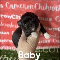 Baby Long Coat, a female Chihuahua for sale in Spiro, OK – Photo 2 of 6