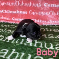 Baby Long Coat, a female Chihuahua for sale in Spiro, OK – Photo 1 of 6