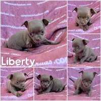 Liberty Tiny Lavender Short Coat, a female Chihuahua for sale in Spiro, OK – 6 of 10