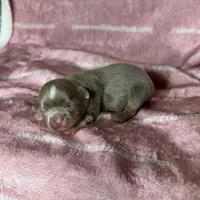 Aspen Long Coat Lavender , a female Chihuahua for sale in Spiro, OK – 2 of 10