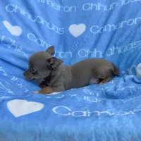 Honor Lavender Tricolor Short Ct, a male Chihuahua for sale in Spiro, OK – 5 of 10