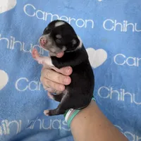 Tip Black Tri SC, a male Chihuahua for sale in Spiro, OK – 10 of 10