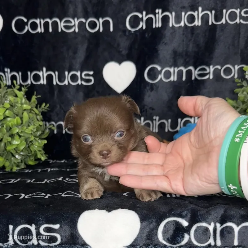 Rolo Long Coat – Chihuahua puppy for sale in Spiro, OK