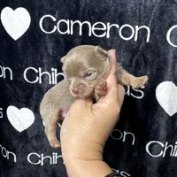 Tofu Lavender LC, a male Chihuahua for sale in Spiro, OK – 10 of 10