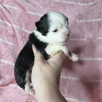 EllieMay Long Coat, a female Chihuahua for sale in Spiro, OK – 8 of 10