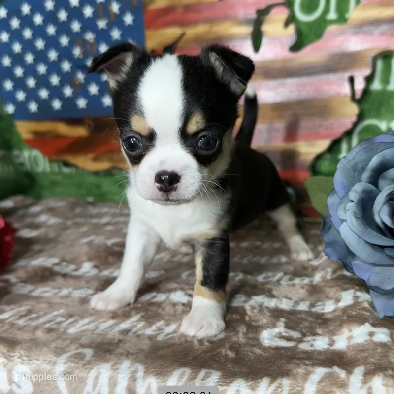 Jethro Short Coat – Chihuahua puppy for sale in Spiro, OK