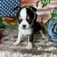 Jethro Short Coat, a male Chihuahua for sale in Spiro, OK – 1 of 10