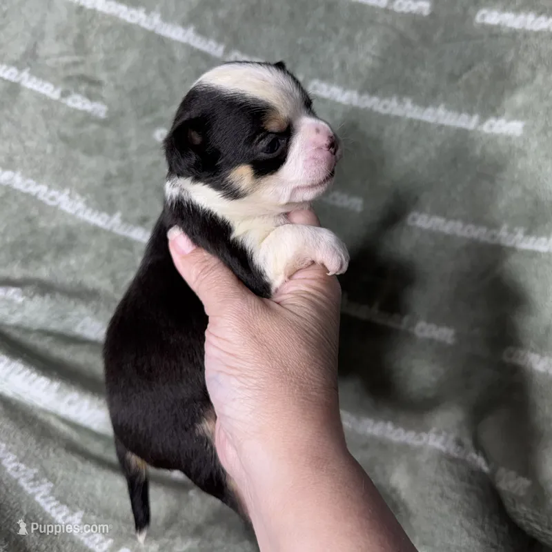 Jethro Short Coat – Chihuahua puppy for sale in Spiro, OK