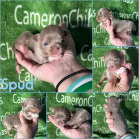 Spud LC Micro Tiny Lavender, a male Chihuahua for sale in Spiro, OK – 9 of 10