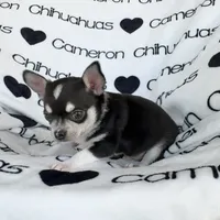 Tip Black Tri SC, a male Chihuahua for sale in Spiro, OK – 5 of 9