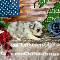 Drysdale Flashy Merle, a male Chihuahua for sale in Spiro, OK – 8 of 10