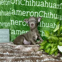 Freedom Lavender Short Coat, a male Chihuahua for sale in Spiro, OK – 9 of 10