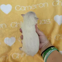 Polar SC White, a male Chihuahua for sale in Spiro, OK – 6 of 9