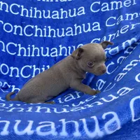 Freedom Lavender Short Coat, a male Chihuahua for sale in Spiro, OK – 5 of 10